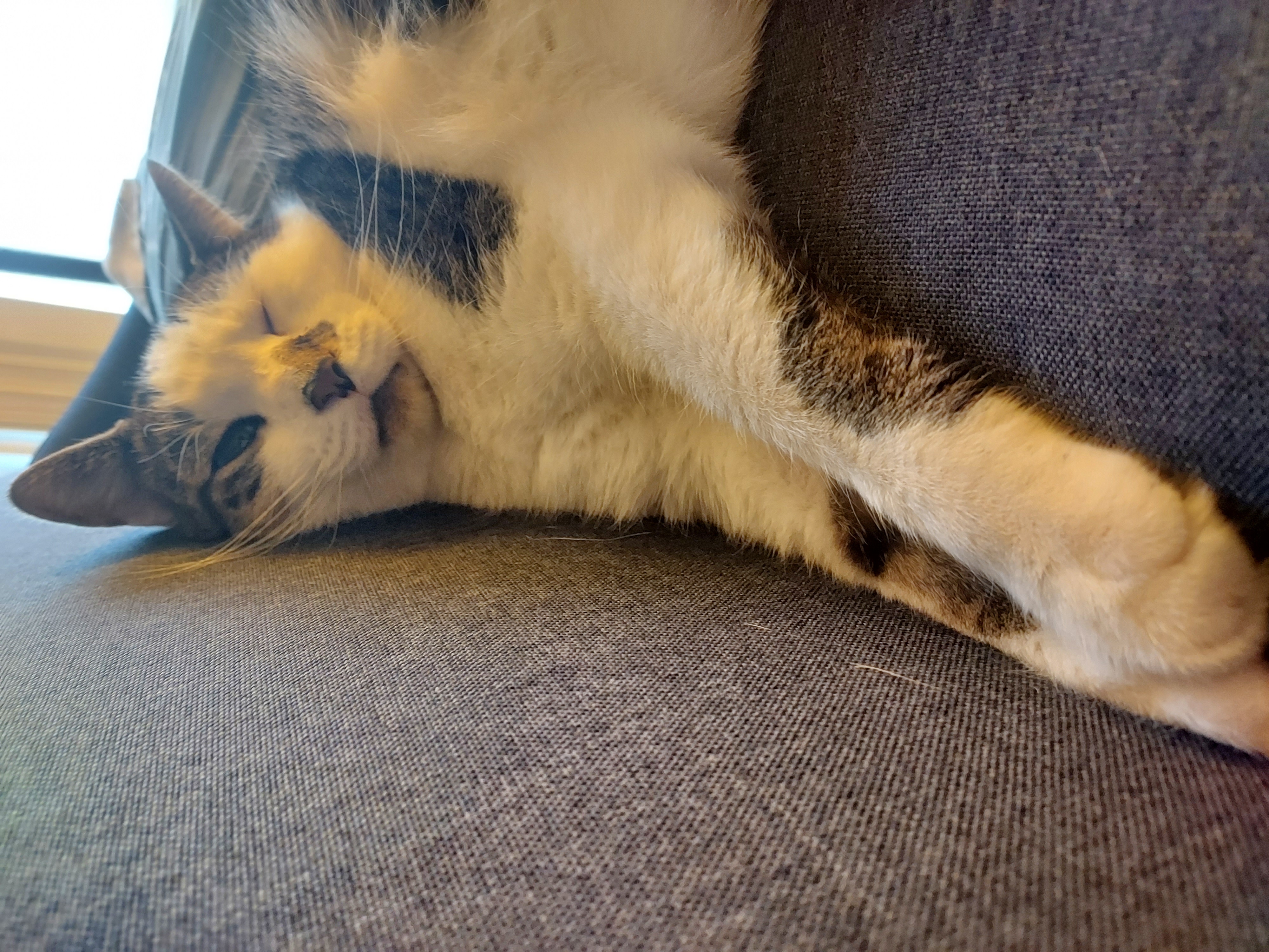 a close-up of a white and brown cat laying on a couch. his front paws extend toward the camera, and one eye is scrunched shut. he looks very cute.